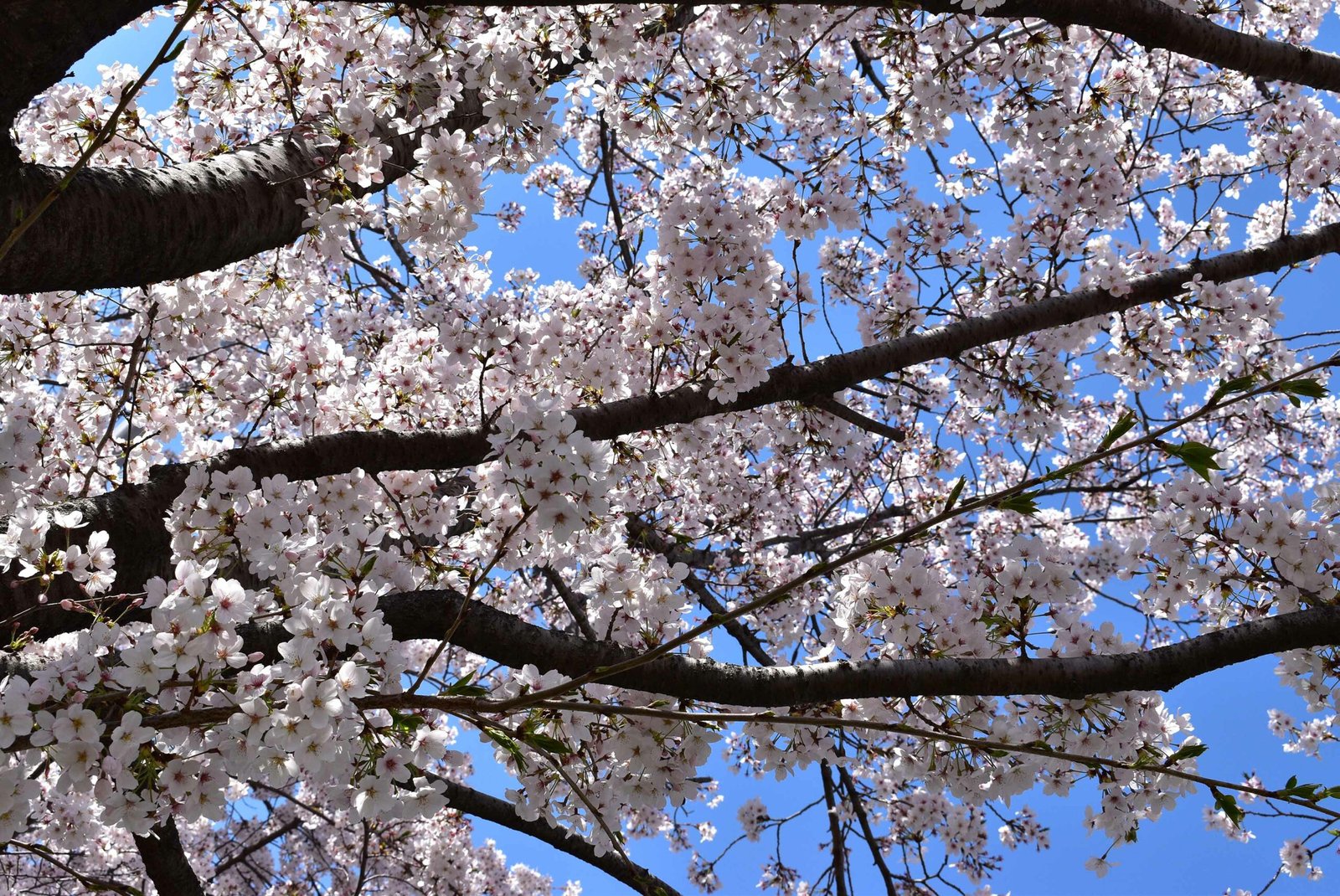 Read more about the article Cherry Blossom Festivals 2020
